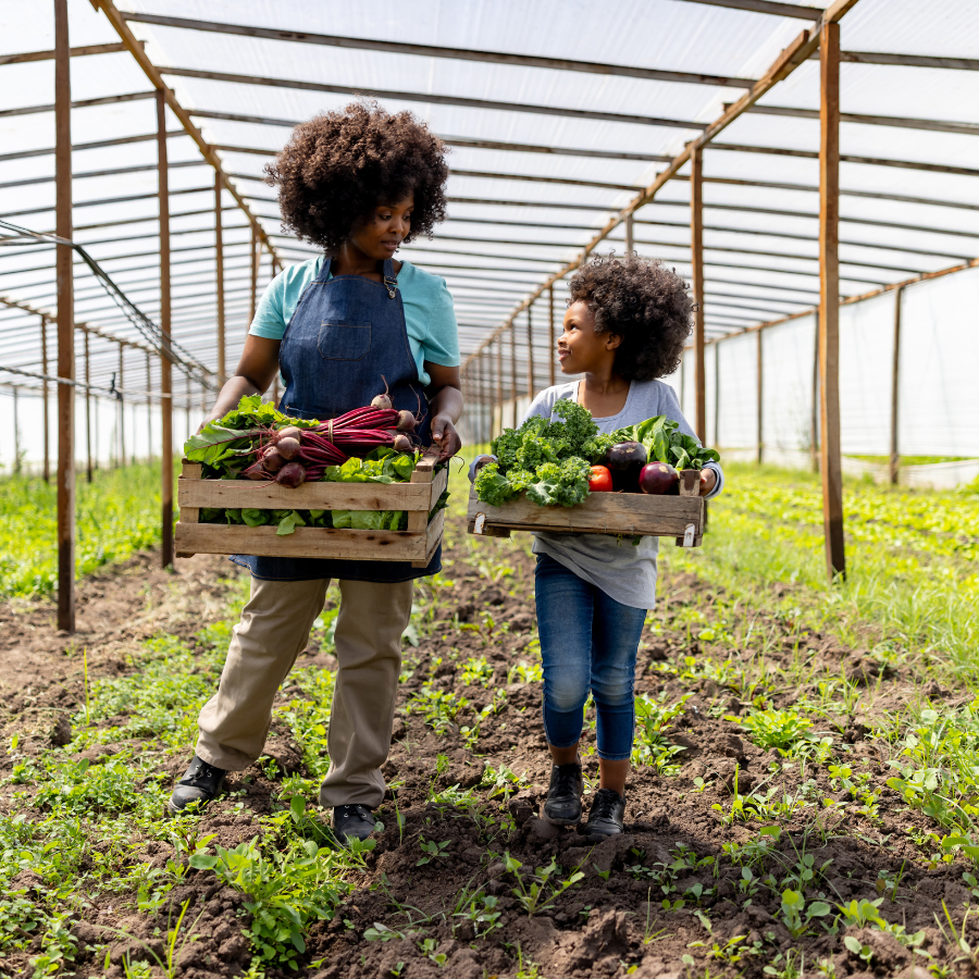 African American mother and daughter harvesting a vegetable crop at a greenhouse