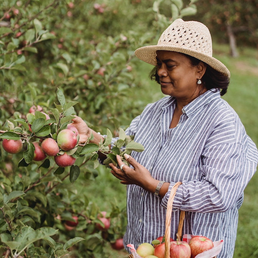 Woman picking apples